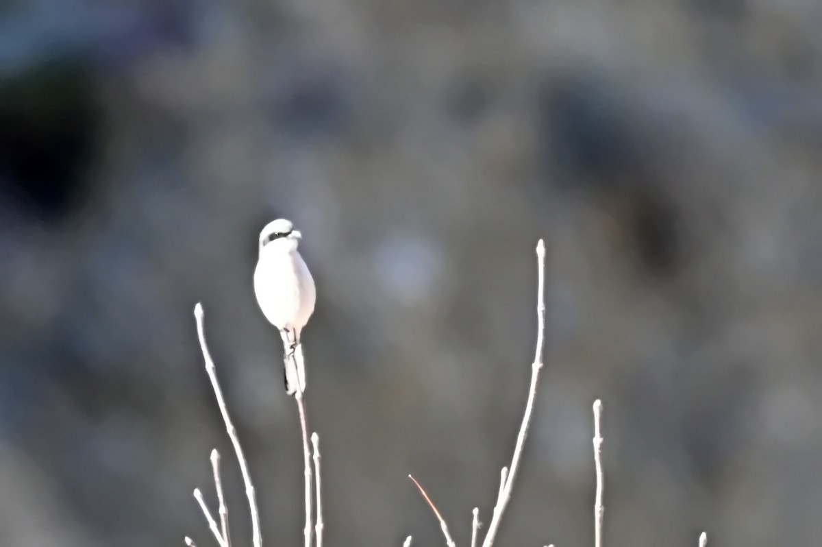 Loggerhead Shrike - ML627718364