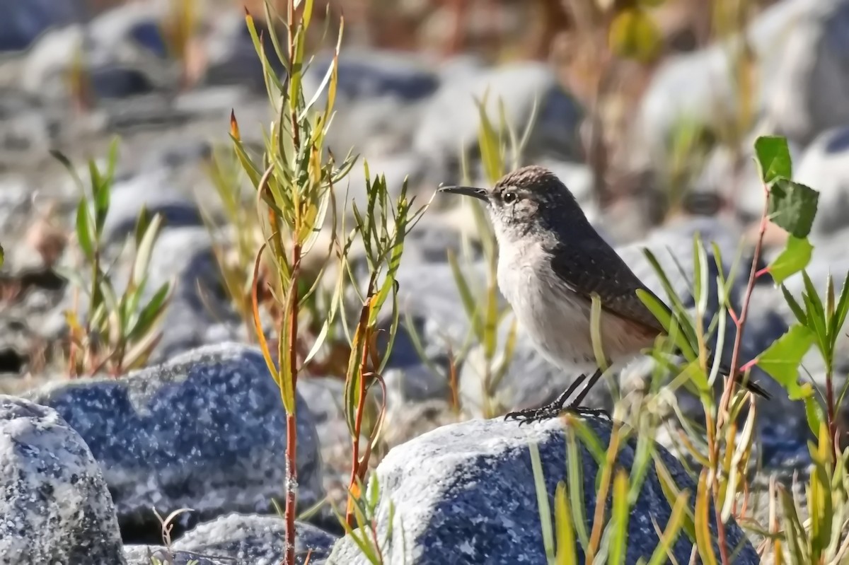 Rock Wren - ML627718377