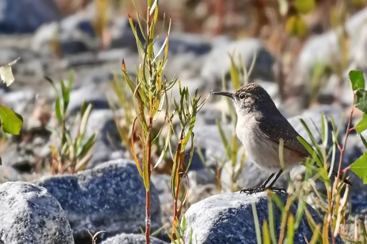 Rock Wren - ML627718378