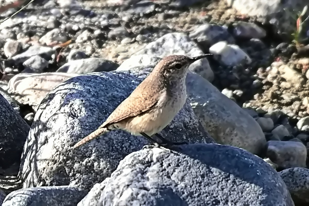 Rock Wren - ML627718379