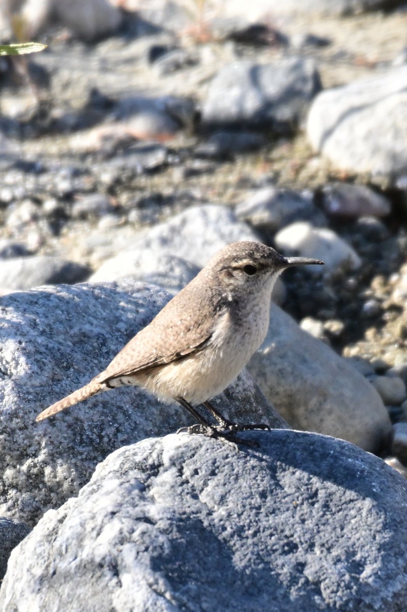 Rock Wren - ML627718380