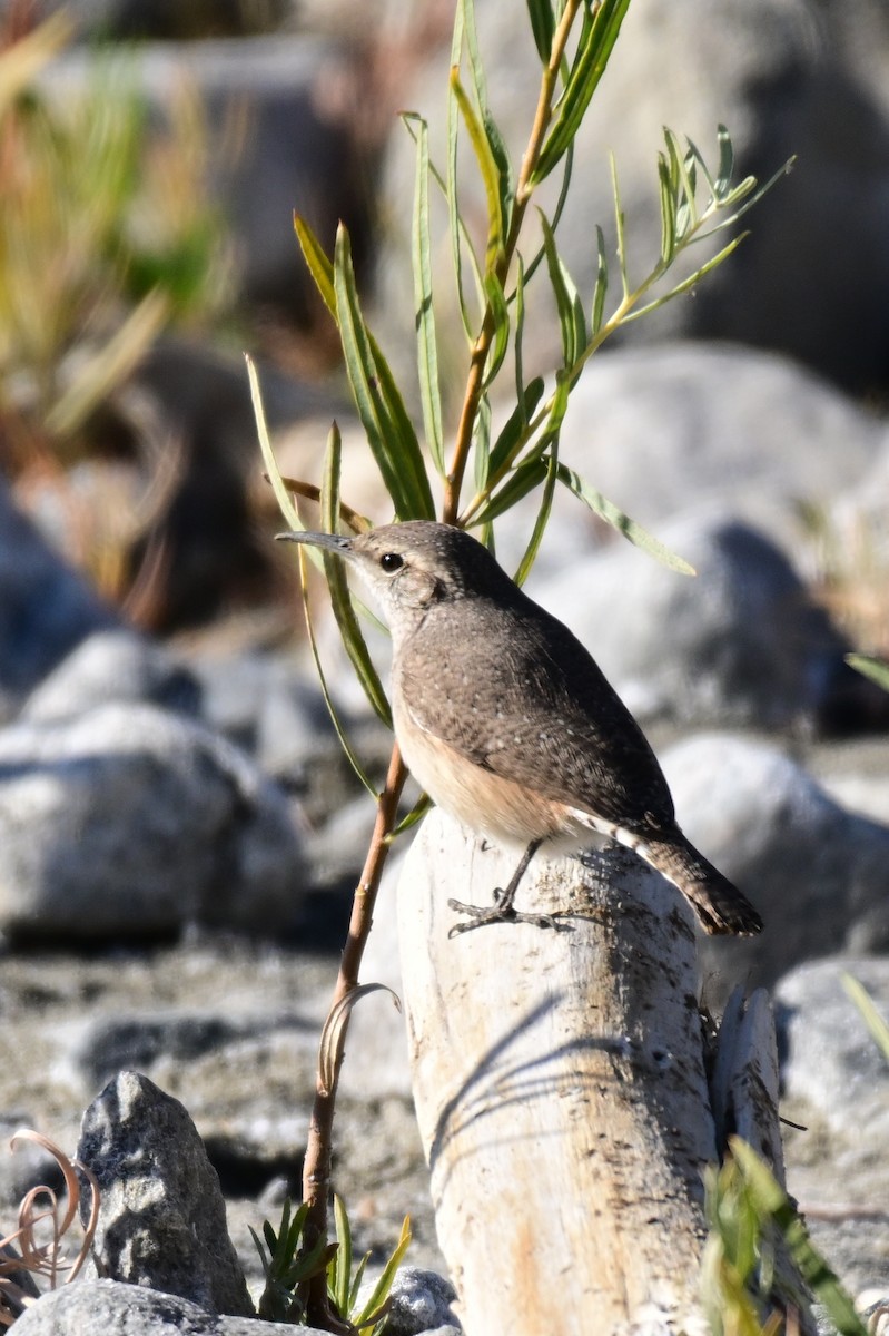 Rock Wren - ML627718381