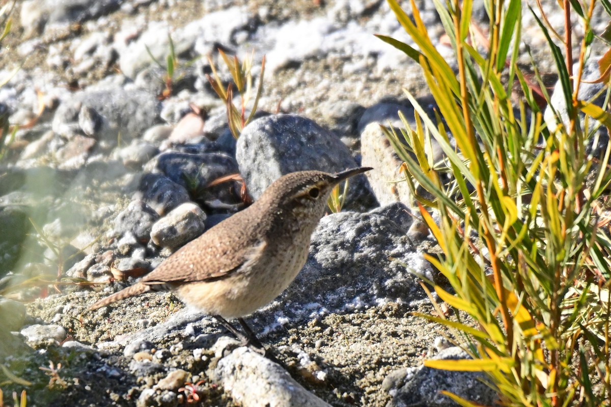 Rock Wren - ML627718383