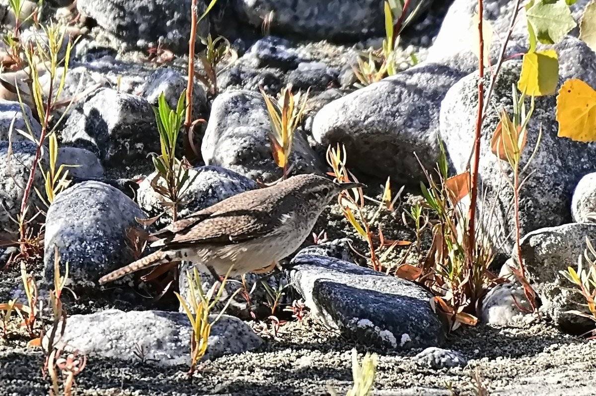 Rock Wren - ML627718384