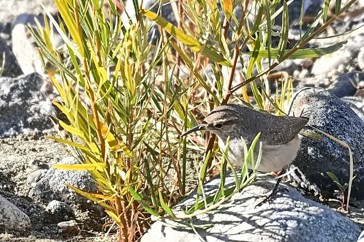 Rock Wren - ML627718385