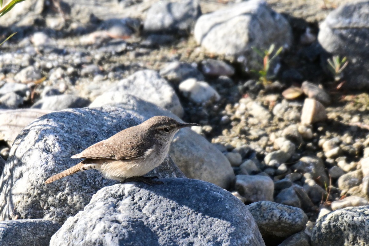 Rock Wren - ML627718386