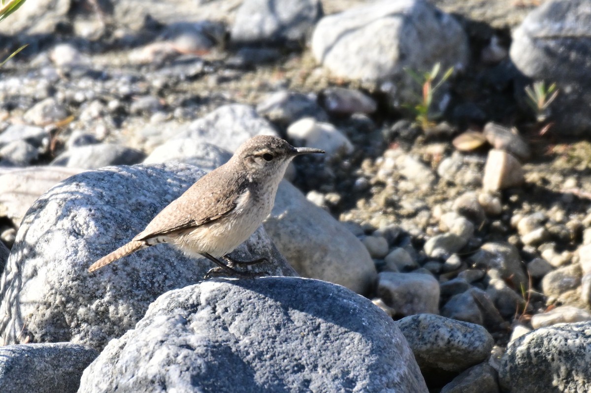 Rock Wren - ML627718387