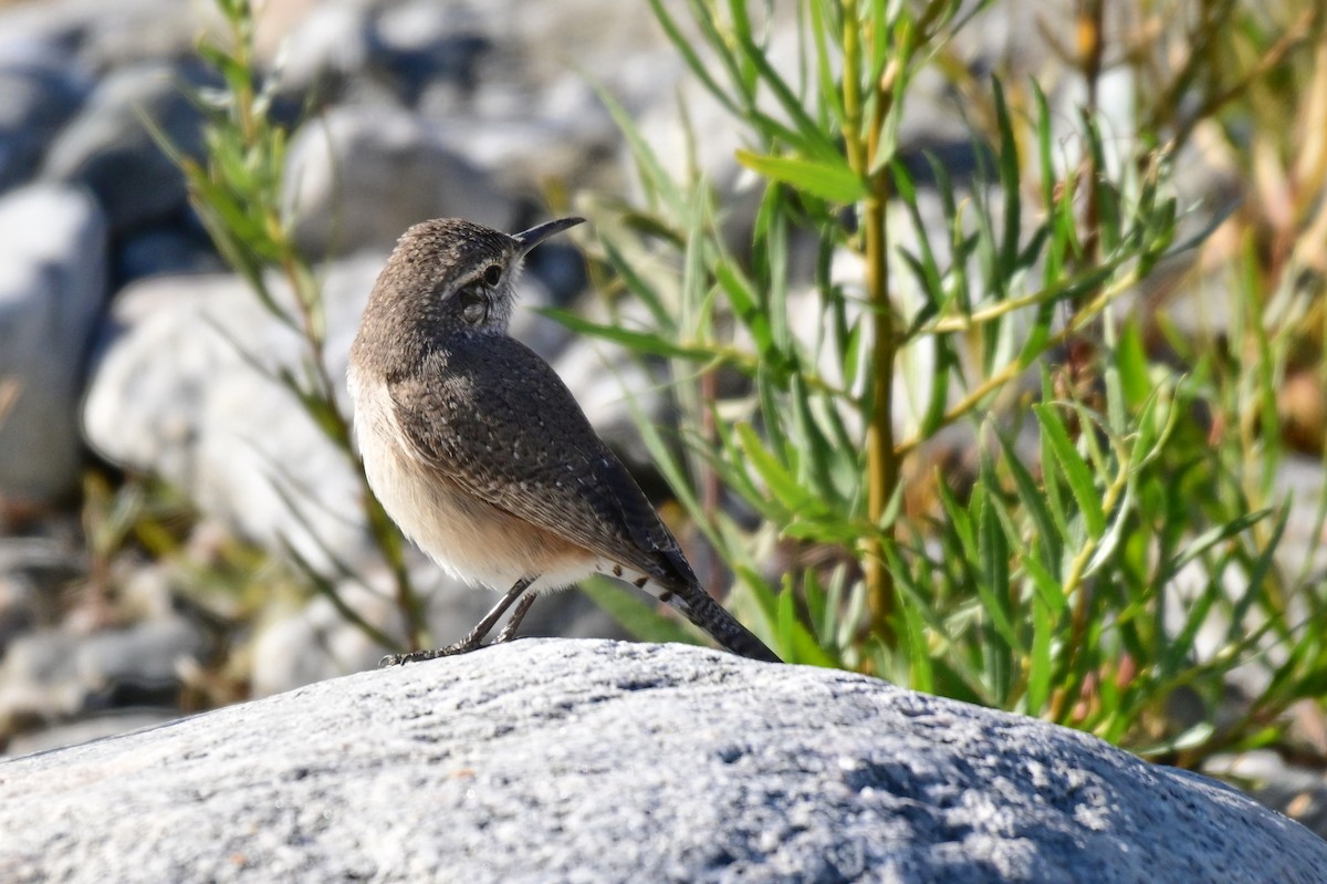 Rock Wren - ML627718388