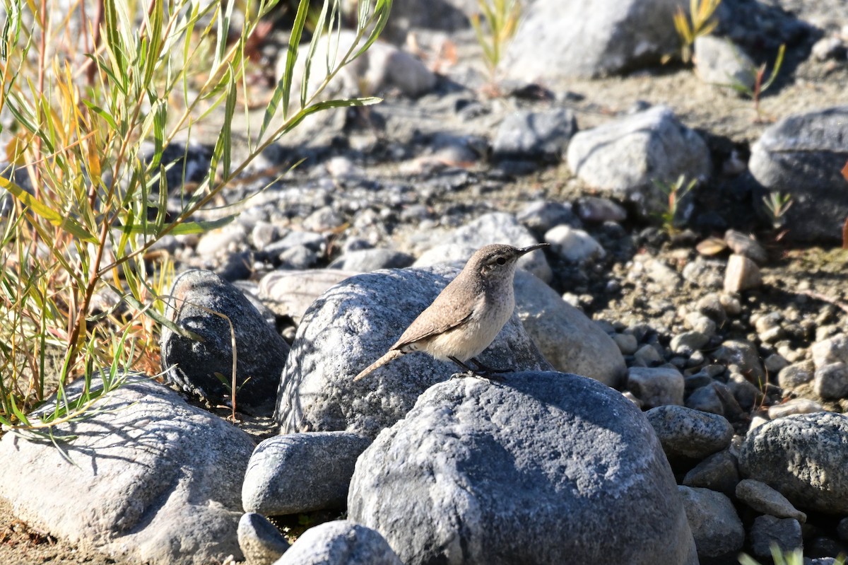 Rock Wren - ML627718392