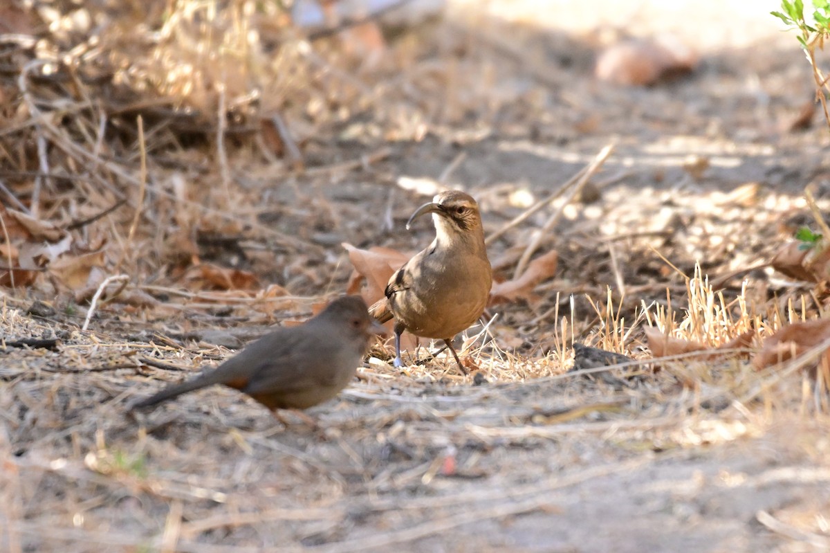 California Thrasher - ML627718405