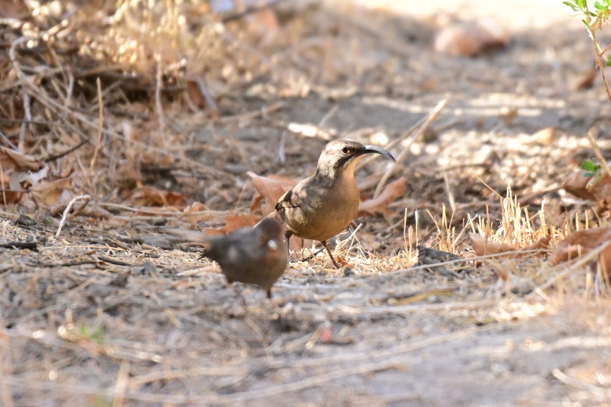 California Thrasher - ML627718406