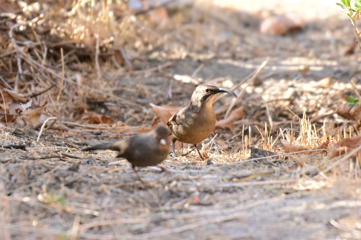 California Thrasher - ML627718407