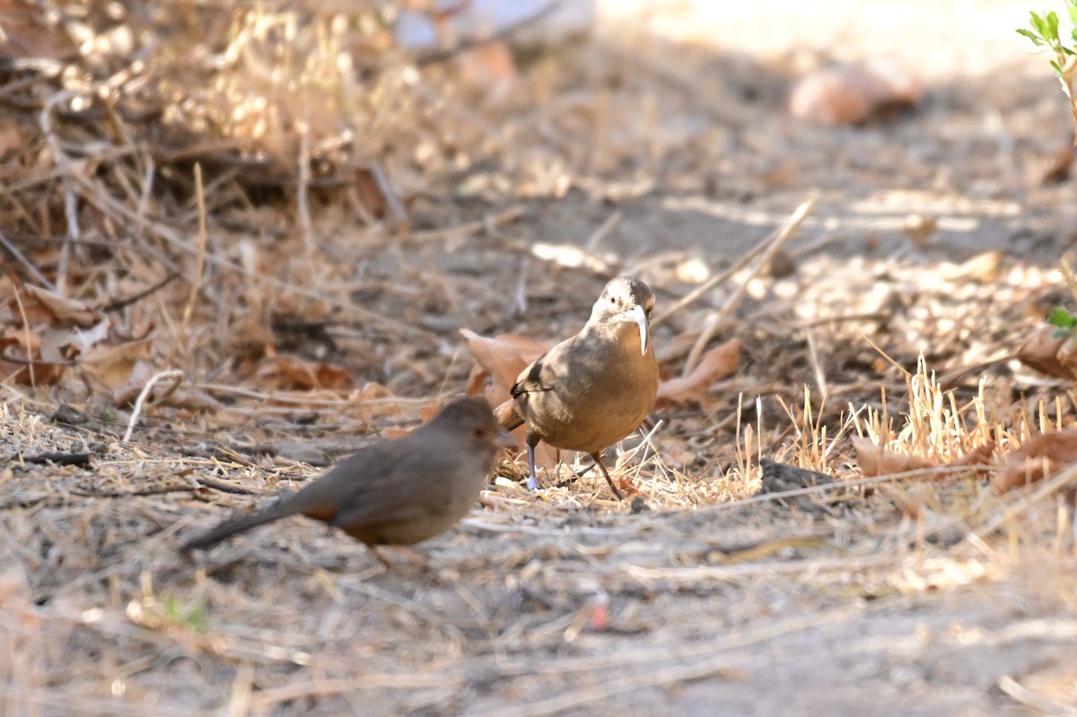 California Thrasher - ML627718408