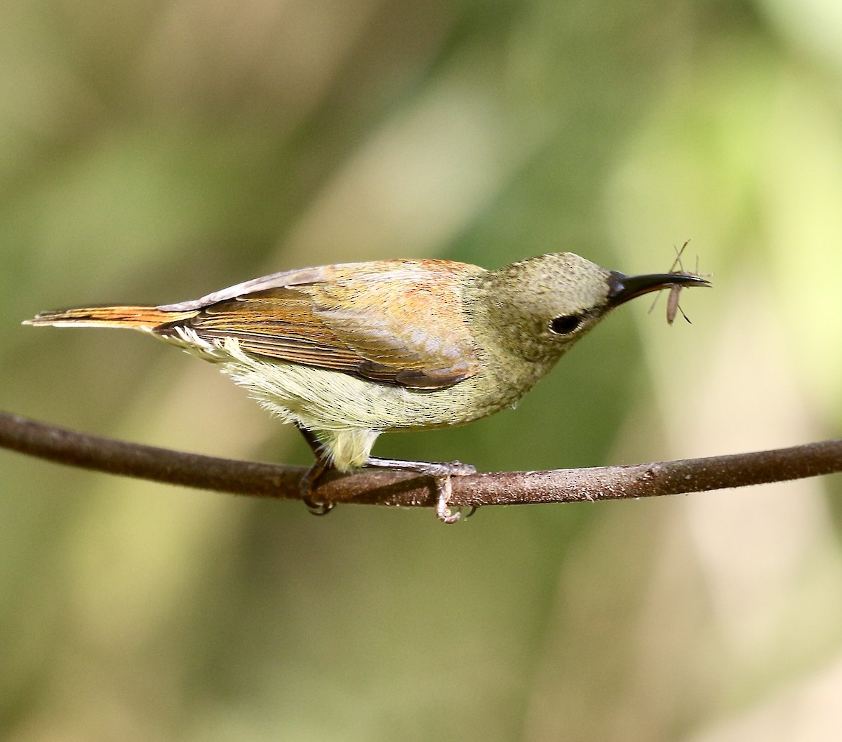 Crimson Sunbird - ML627718409