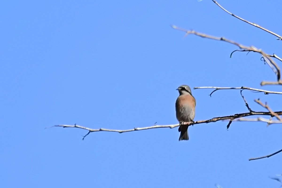 Western Bluebird - ML627718417