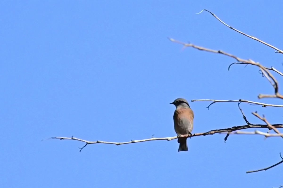 Western Bluebird - ML627718418