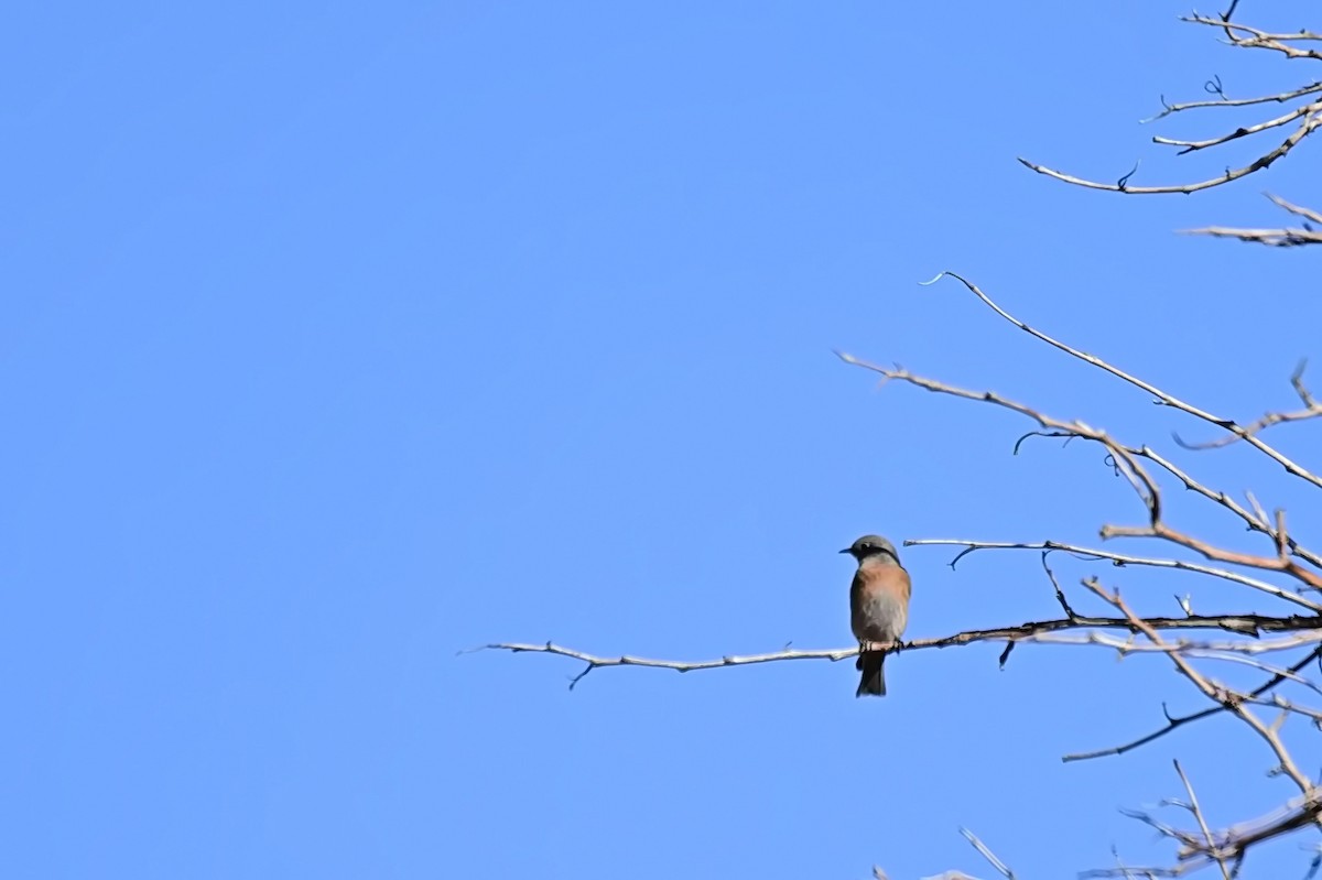 Western Bluebird - ML627718419