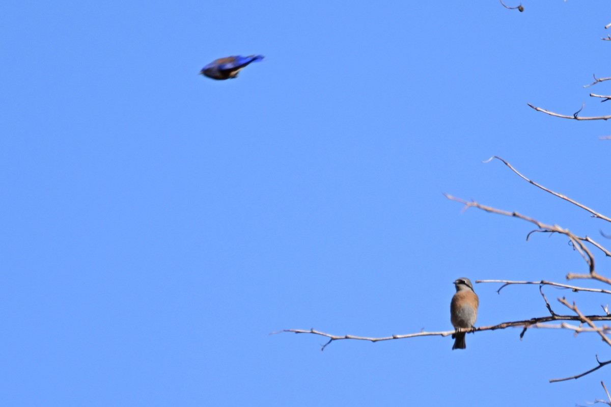 Western Bluebird - ML627718420