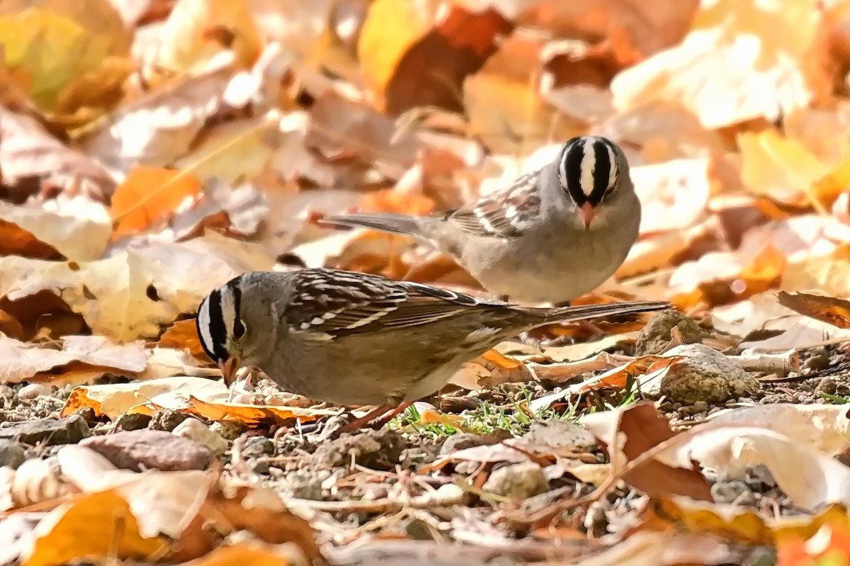 White-crowned Sparrow - ML627718440