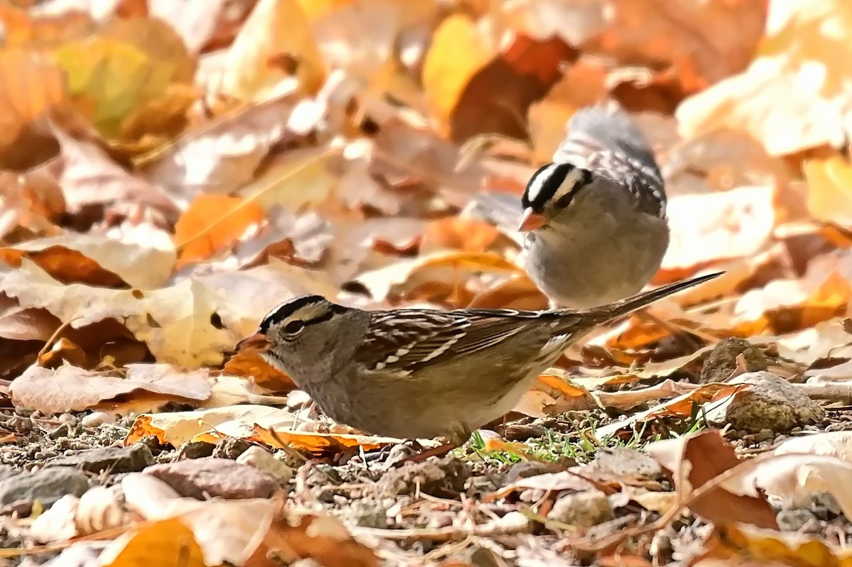 White-crowned Sparrow - ML627718441