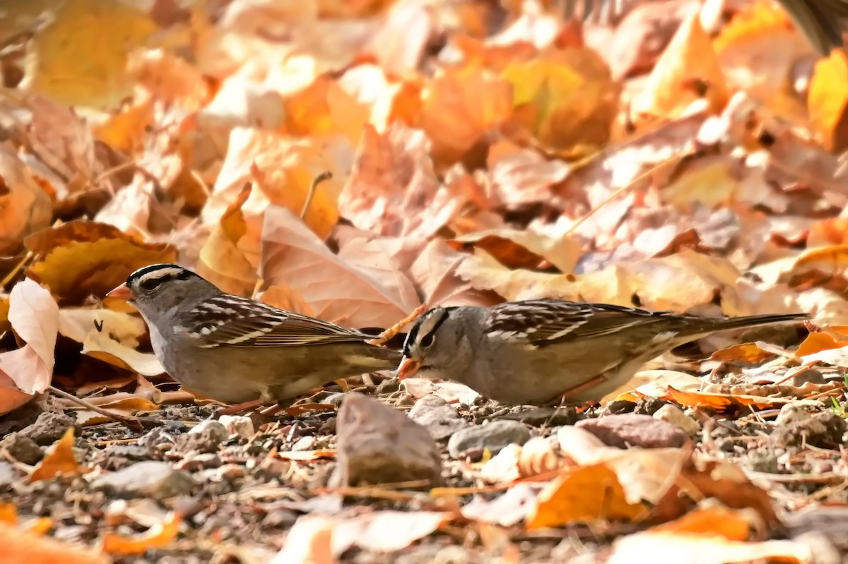 White-crowned Sparrow - ML627718442