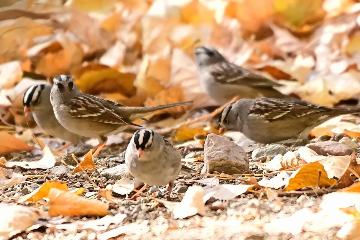 White-crowned Sparrow - ML627718443