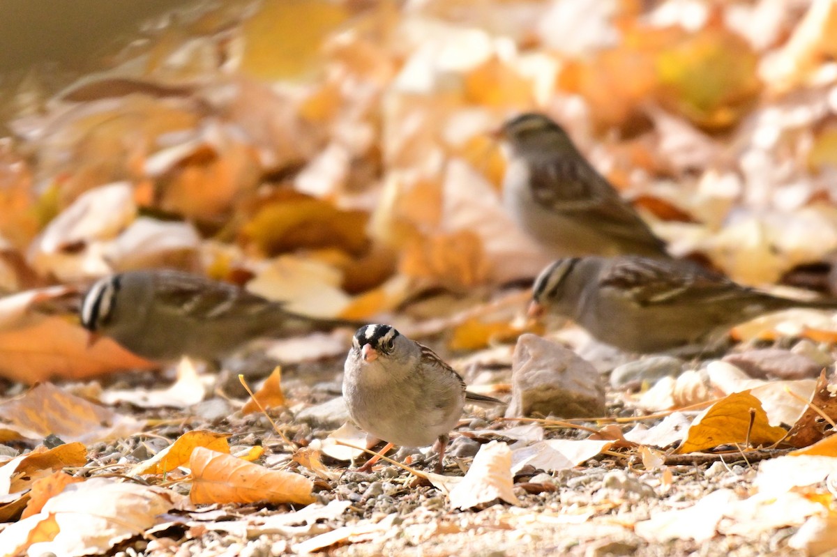 White-crowned Sparrow - ML627718444