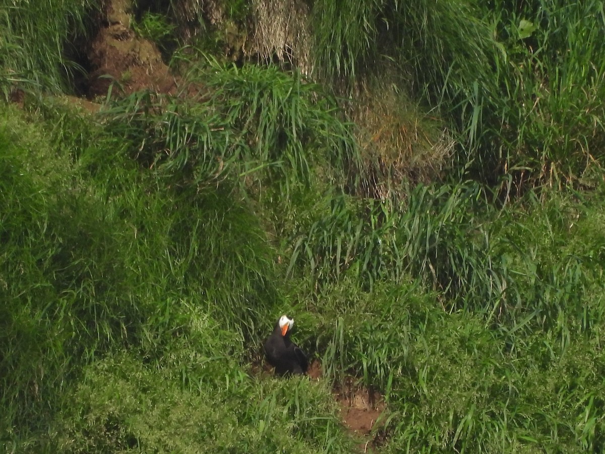 Tufted Puffin - ML627718447