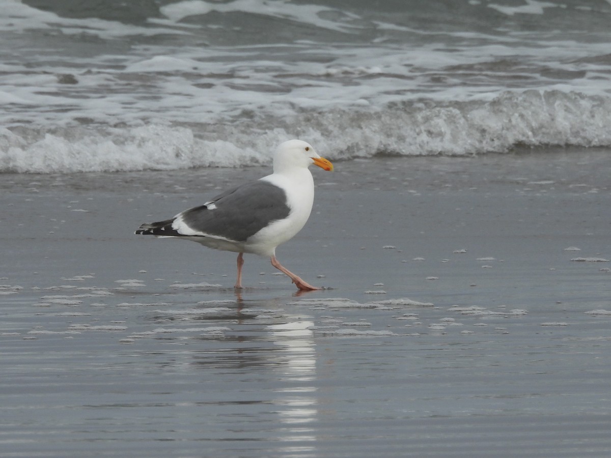 Western Gull - ML627718487