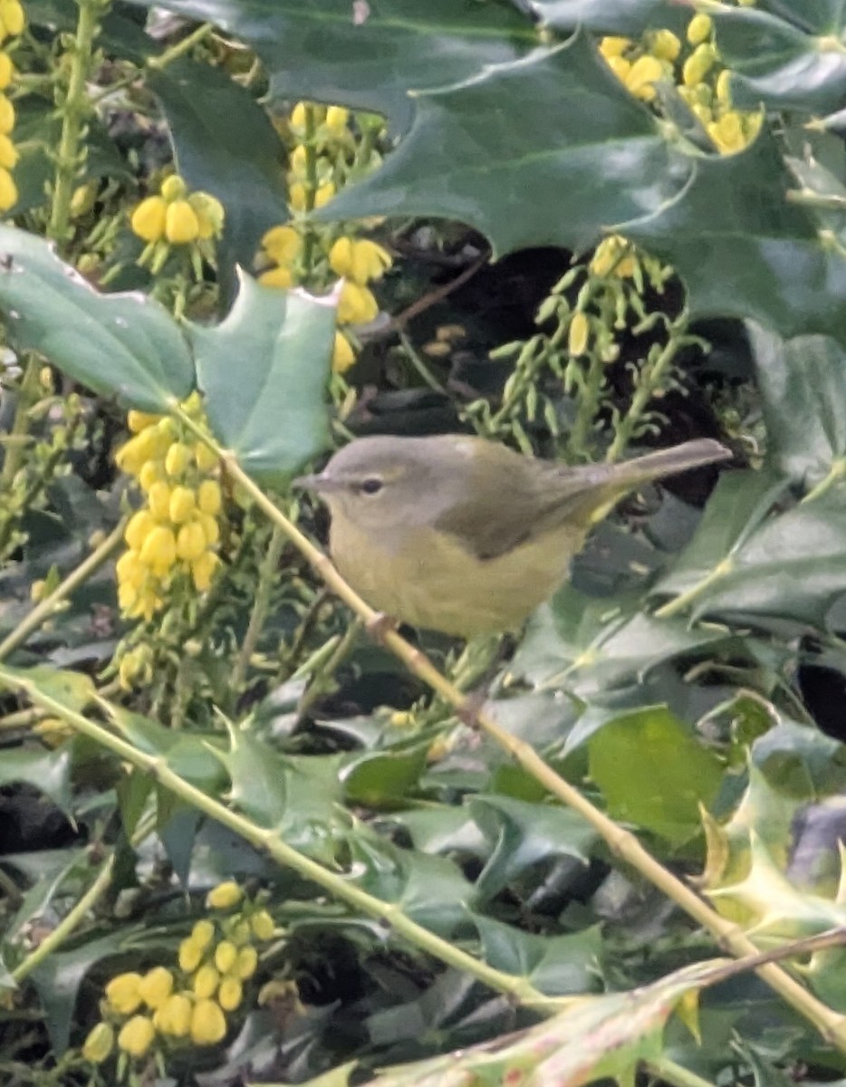 Orange-crowned Warbler (Gray-headed) - ML627718537