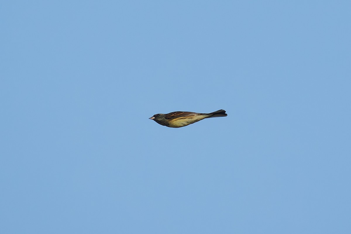 Black-faced Bunting - ML627718575