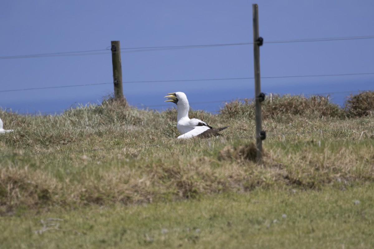 藍臉鰹鳥 - ML627718588