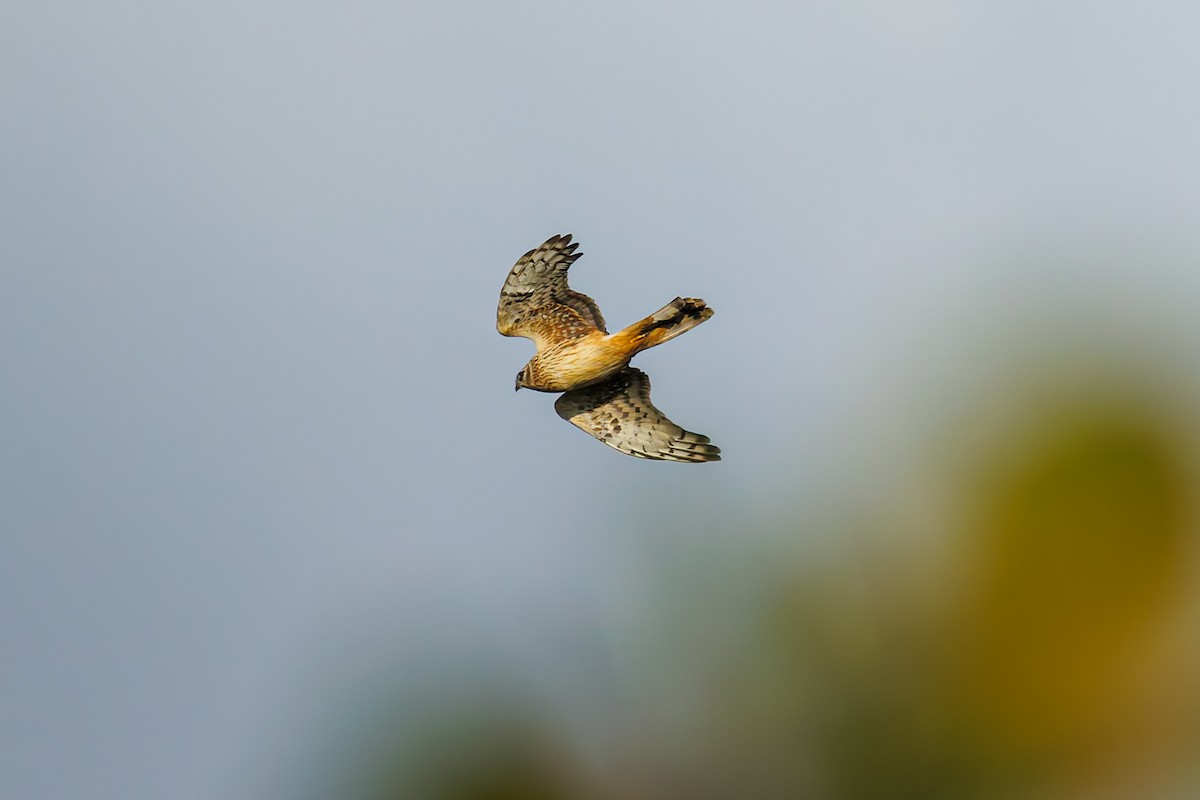 Hen Harrier - ML627718589