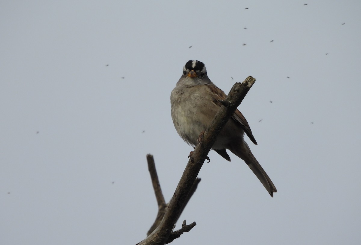 White-crowned Sparrow - ML627718592