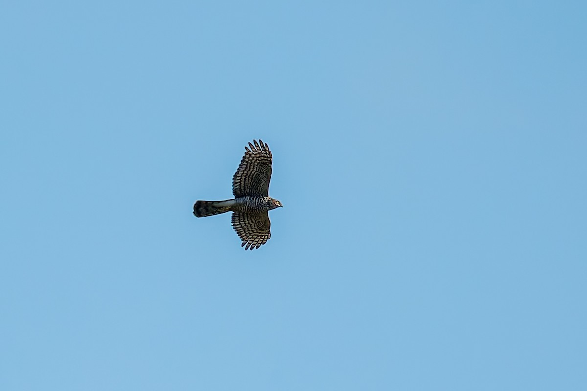 Eurasian Sparrowhawk - ML627718627