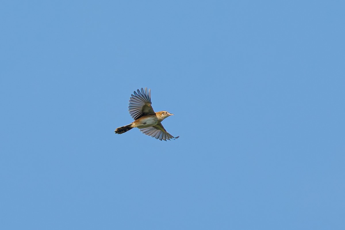 Zitting Cisticola - ML627718632