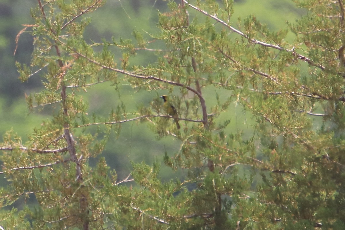 Orchard Oriole - ML627718662