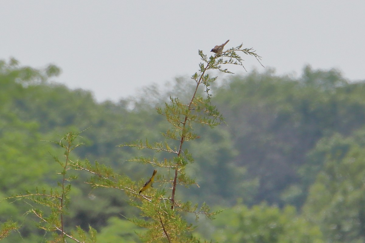 Orchard Oriole - ML627718663