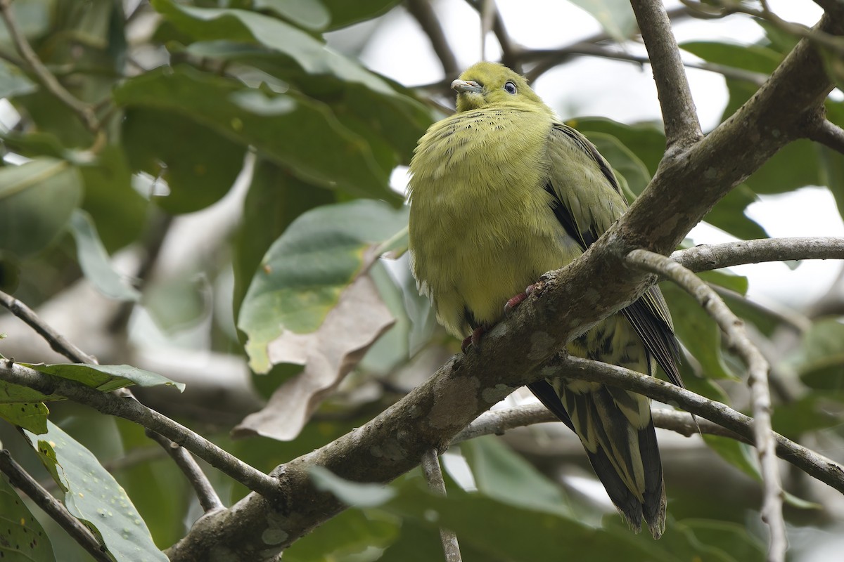 Wedge-tailed Green-Pigeon - ML627718820