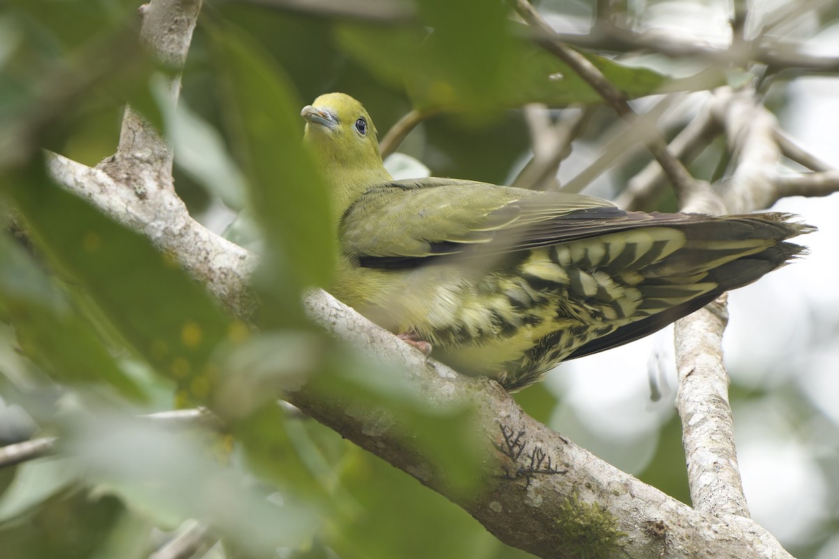 Wedge-tailed Green-Pigeon - ML627718821