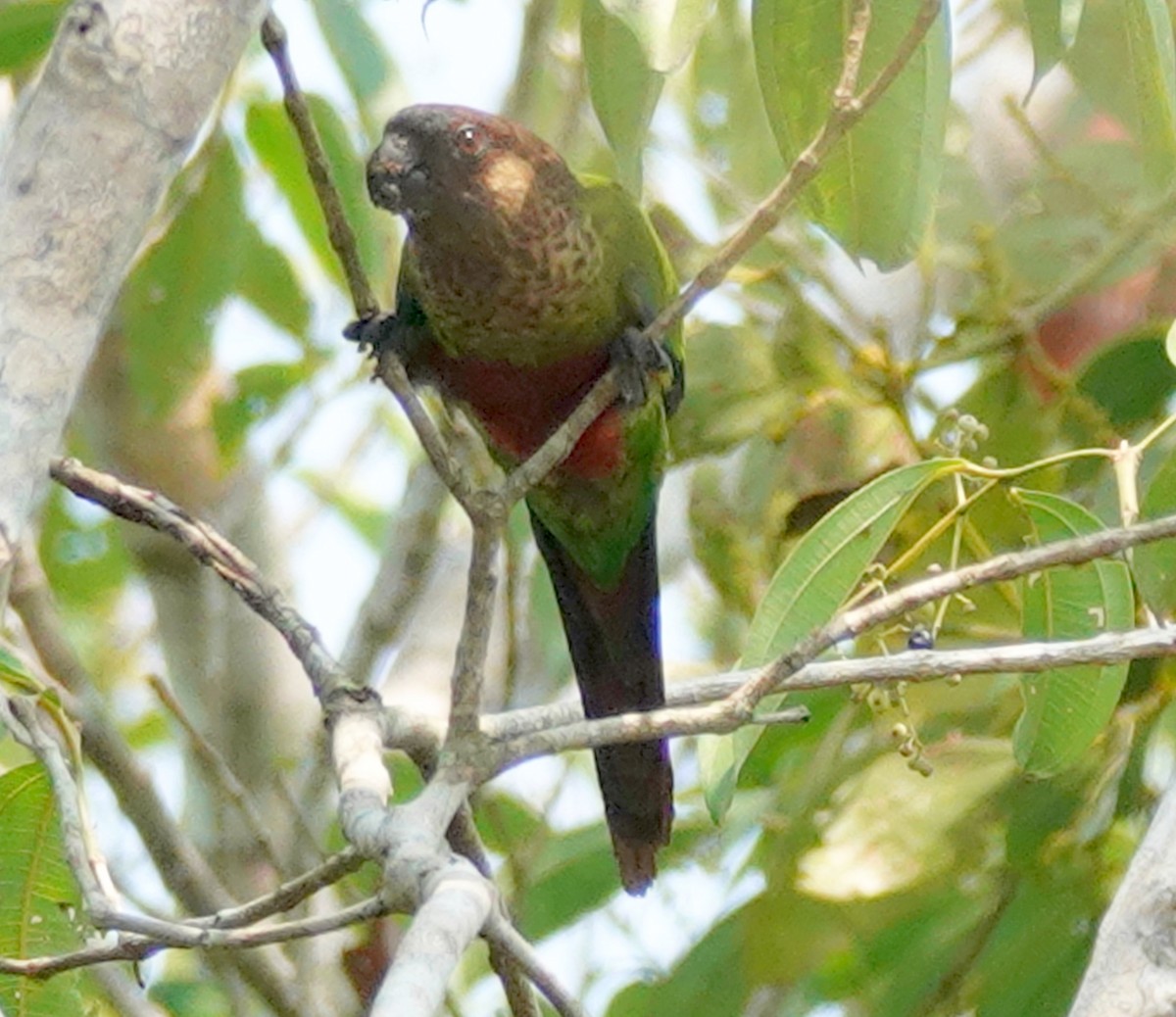 Santarem Parakeet - ML627718833