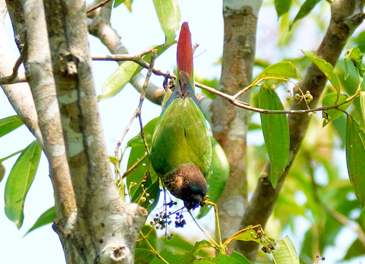 Santarem Parakeet - ML627718846