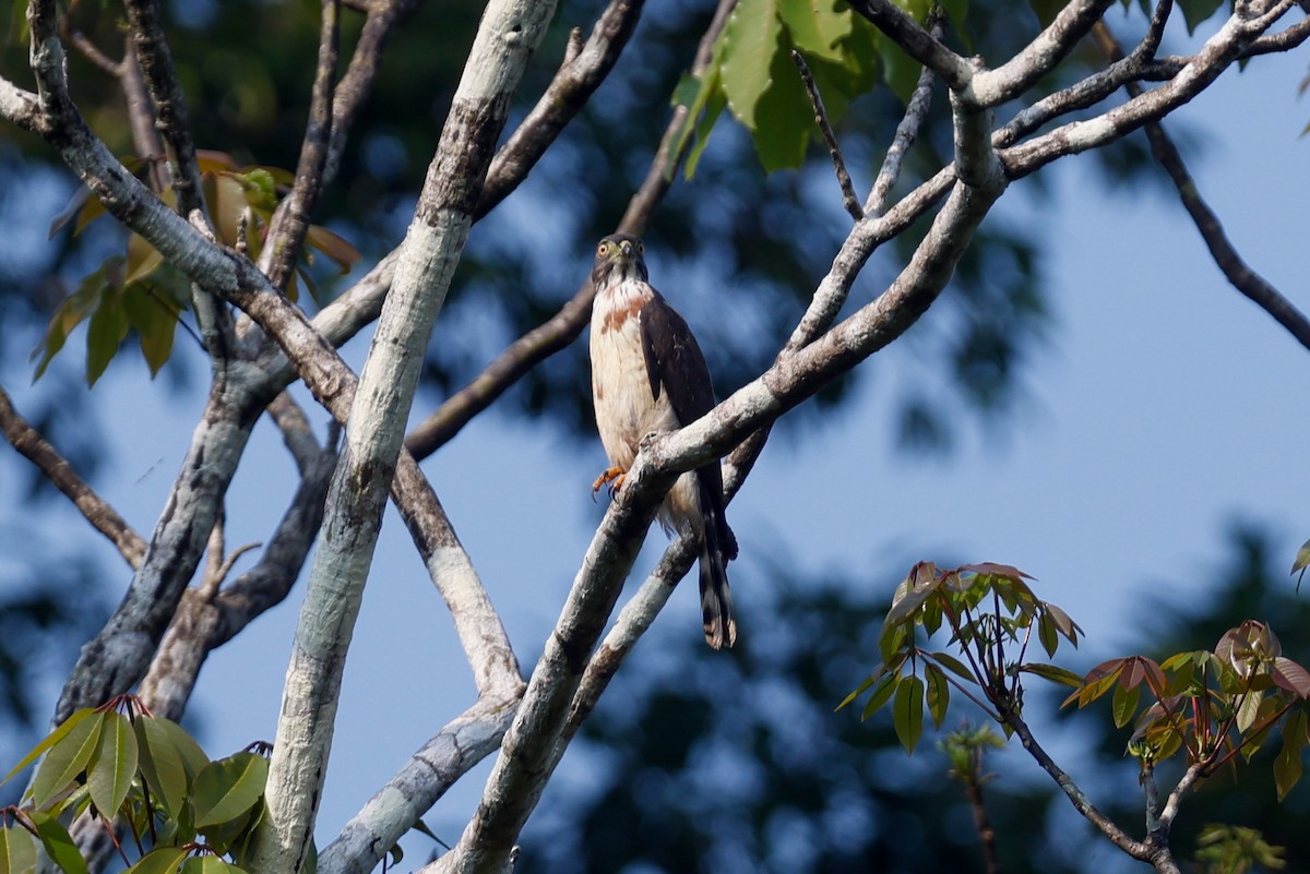 Double-toothed Kite - ML627718886