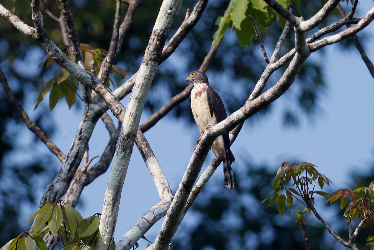 Double-toothed Kite - ML627718887