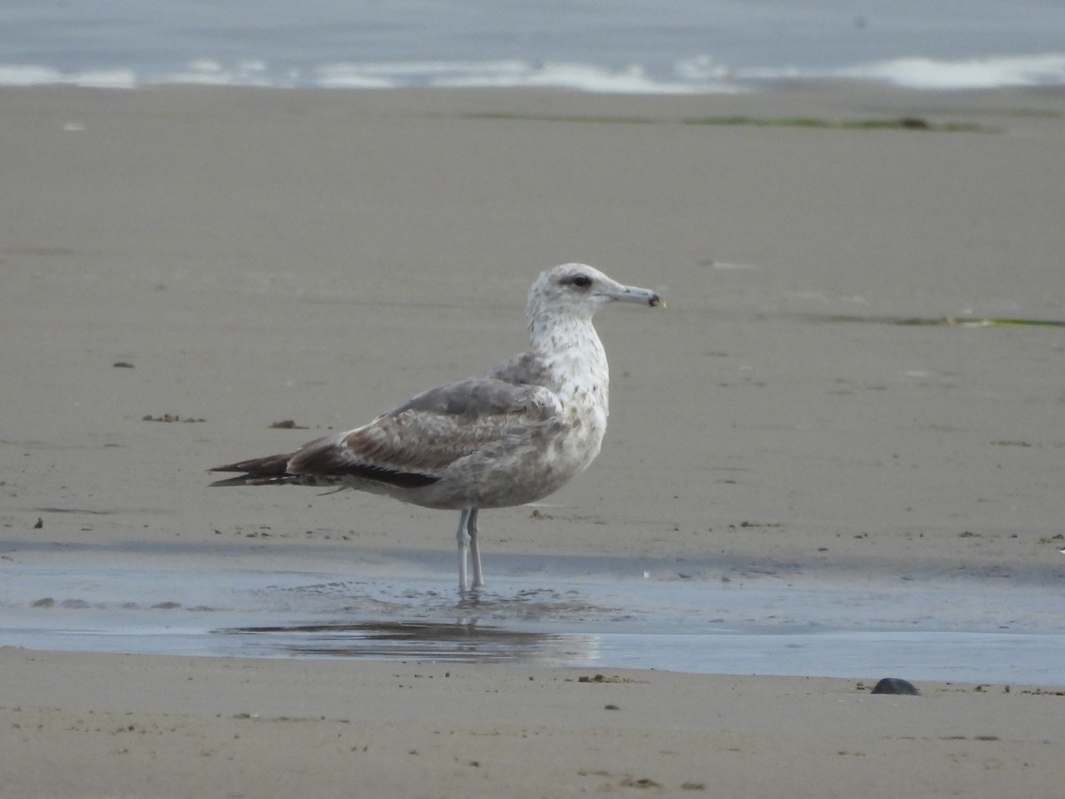 California Gull - ML627718892