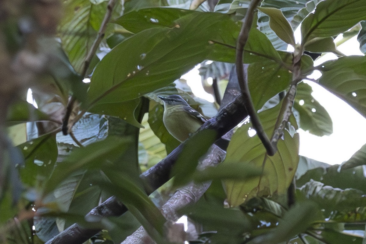 Sulphur-bellied Tyrannulet - ML627718907
