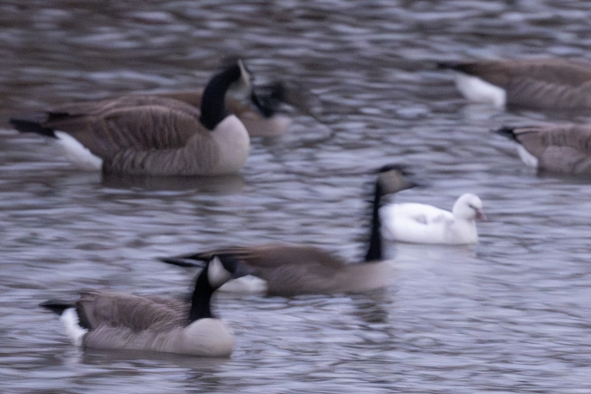 Ross's Goose - ML627718929