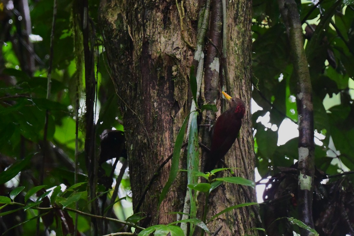 Maroon Woodpecker - ML627718947