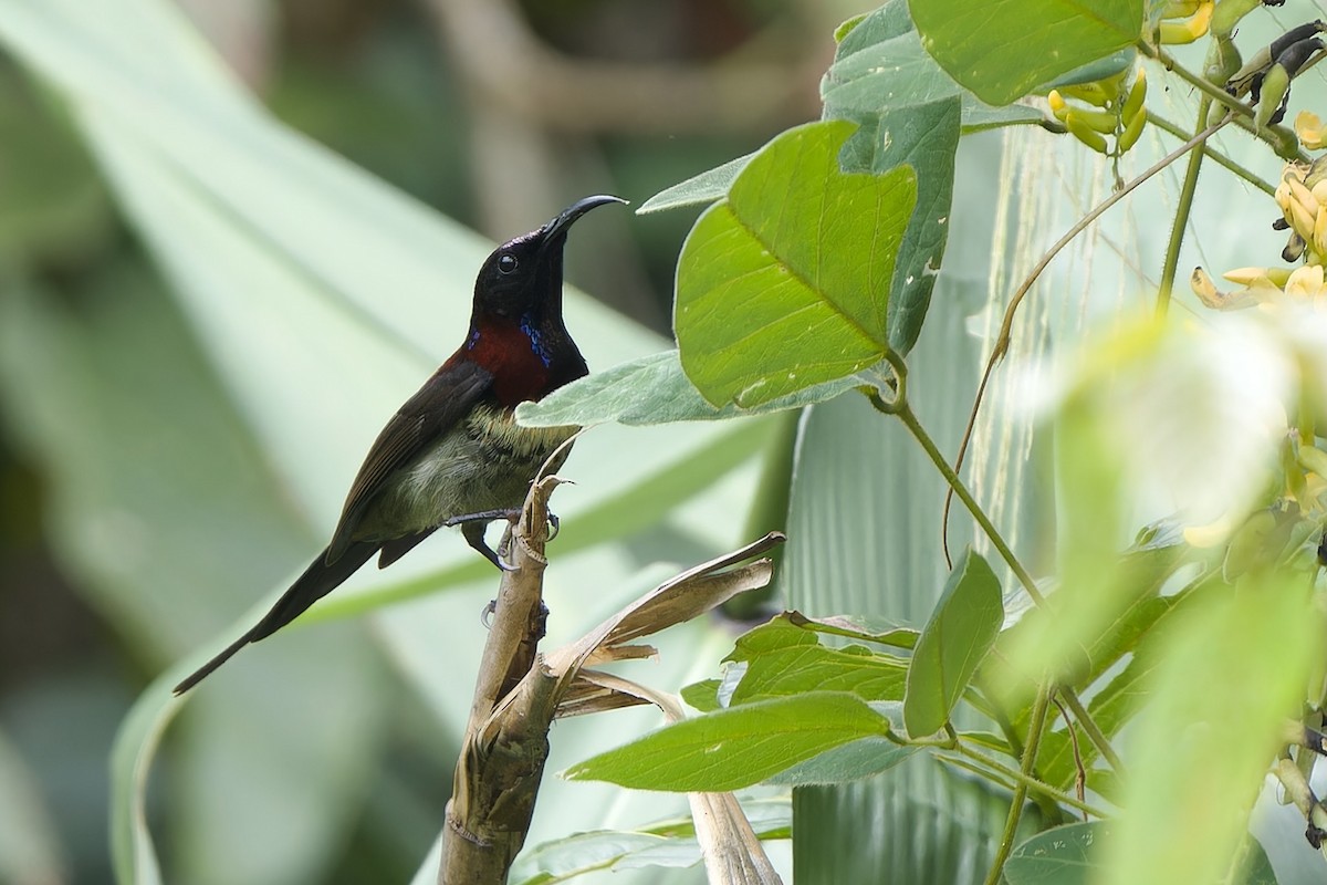 Black-throated Sunbird (Black-throated) - ML627718955