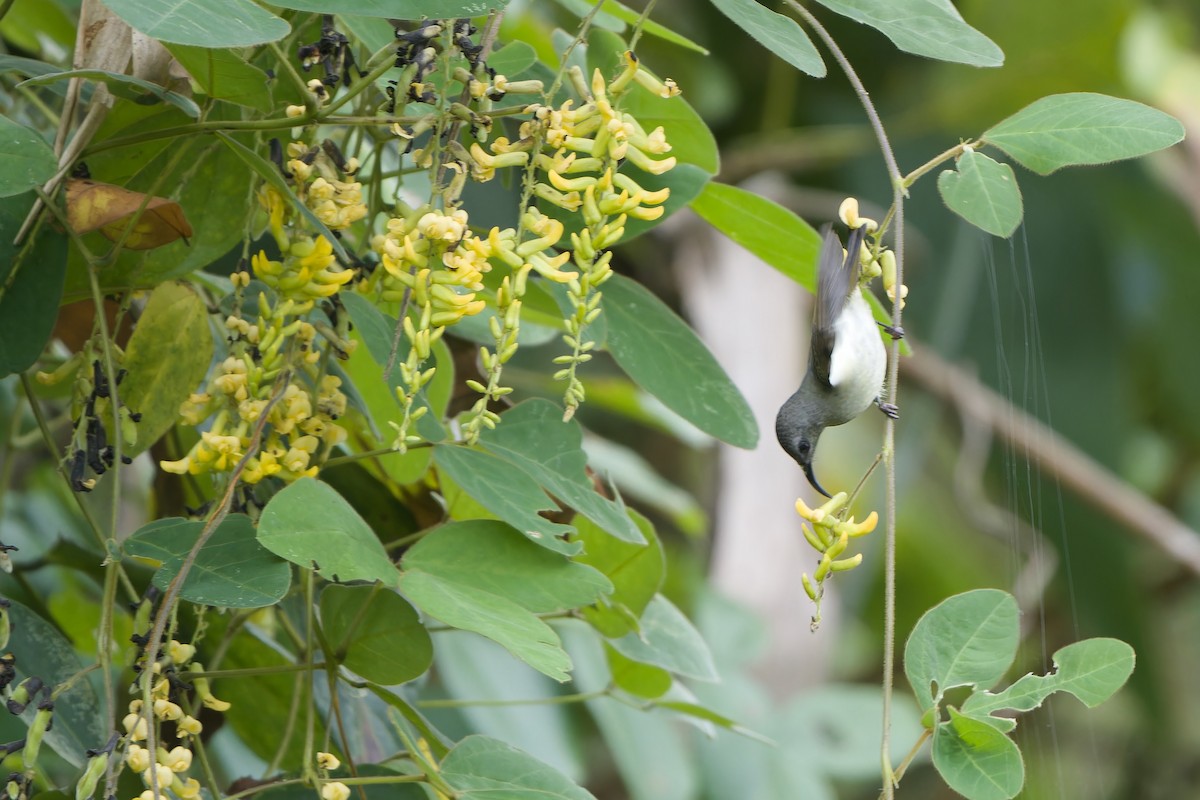 Black-throated Sunbird (Black-throated) - ML627718961